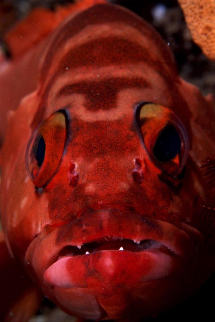 Los delfines se llaman por su "nombre", según un estudio de la Universidad de Saint Andrews