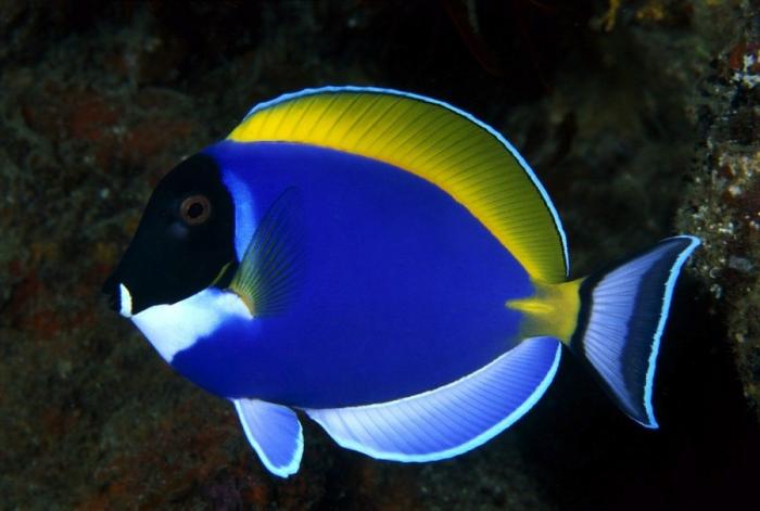 Los delfines se llaman por su "nombre", según un estudio de la Universidad de Saint Andrews