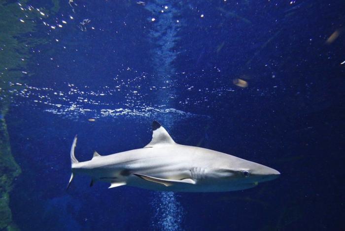 Los delfines se llaman por su "nombre", según un estudio de la Universidad de Saint Andrews