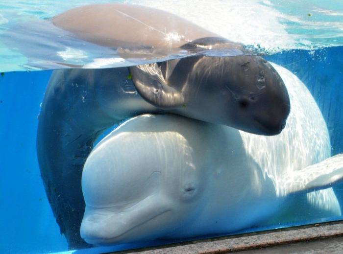 Los delfines se llaman por su "nombre", según un estudio de la Universidad de Saint Andrews