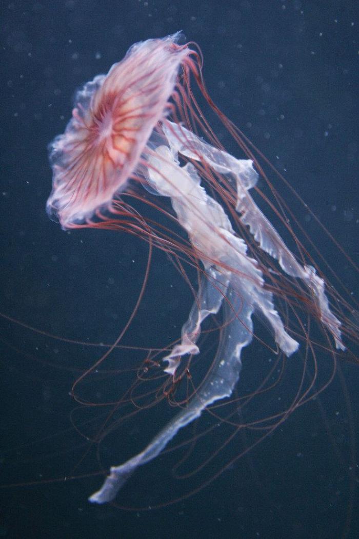 Los delfines se llaman por su "nombre", según un estudio de la Universidad de Saint Andrews