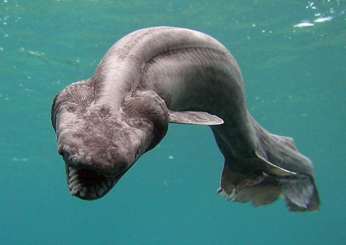 Los delfines se llaman por su "nombre", según un estudio de la Universidad de Saint Andrews