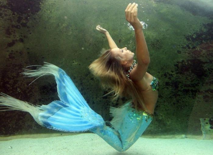 Los delfines se llaman por su "nombre", según un estudio de la Universidad de Saint Andrews