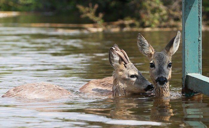 Fotos de las inundaciones en Europa: 27 imagenes impresionantes
