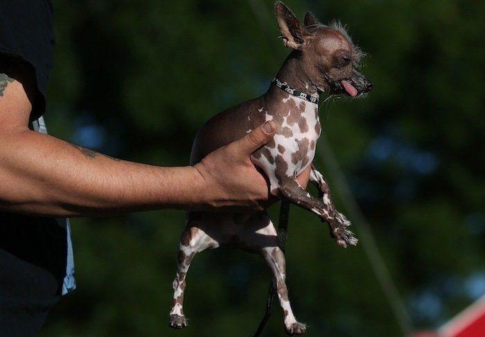 Perros híbridos: 19 cruces de dos razas que te encantarán (FOTOS)