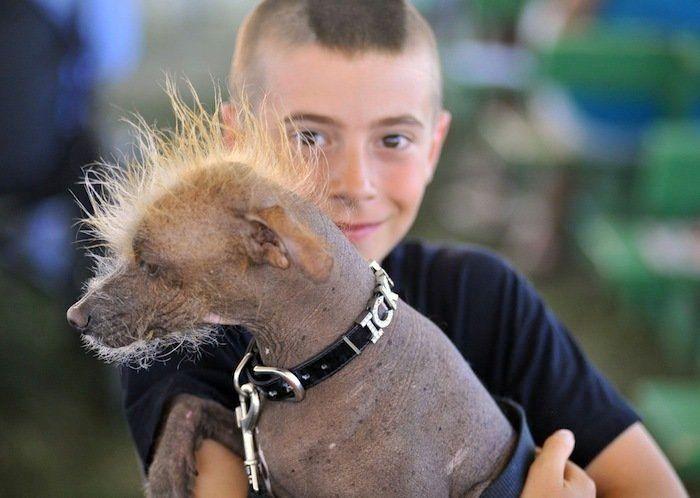 Perros híbridos: 19 cruces de dos razas que te encantarán (FOTOS)