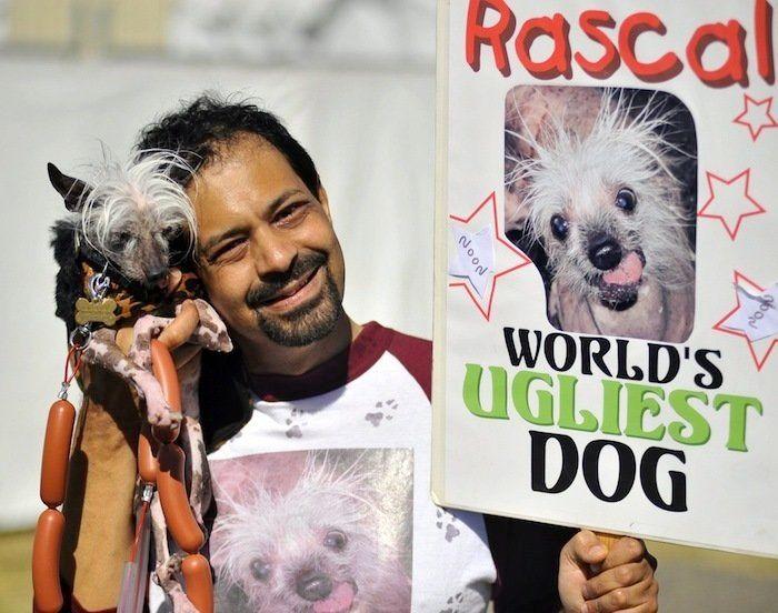 Perros híbridos: 19 cruces de dos razas que te encantarán (FOTOS)