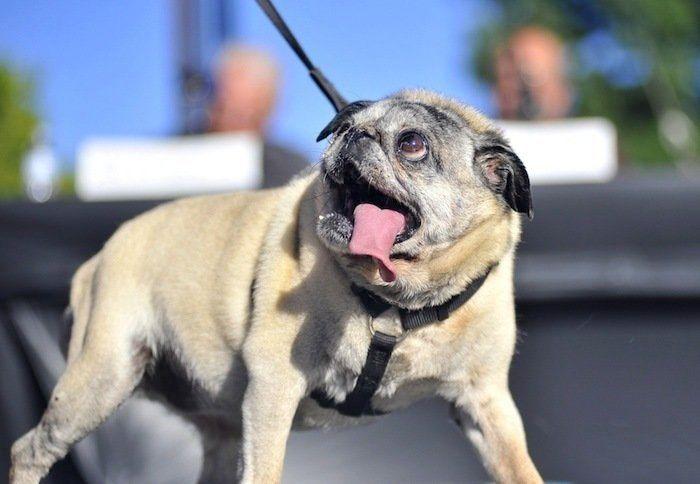 Perros híbridos: 19 cruces de dos razas que te encantarán (FOTOS)