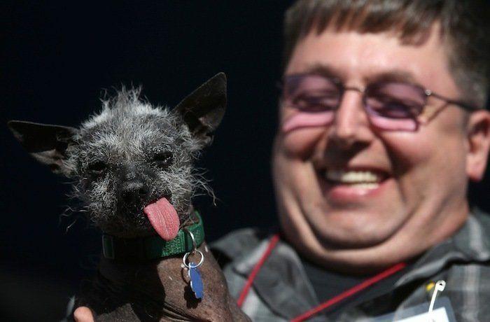 Perros híbridos: 19 cruces de dos razas que te encantarán (FOTOS)