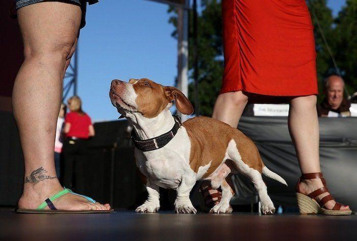 Perros híbridos: 19 cruces de dos razas que te encantarán (FOTOS)