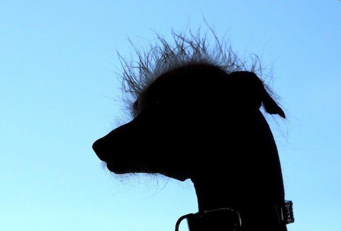 Perros híbridos: 19 cruces de dos razas que te encantarán (FOTOS)