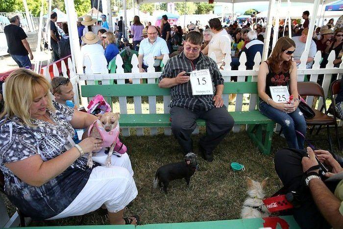 Perros híbridos: 19 cruces de dos razas que te encantarán (FOTOS)