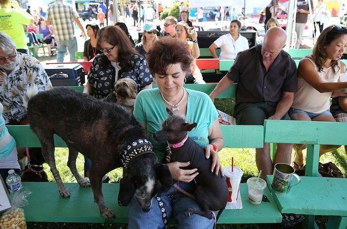 Perros híbridos: 19 cruces de dos razas que te encantarán (FOTOS)