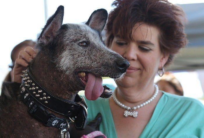 Perros híbridos: 19 cruces de dos razas que te encantarán (FOTOS)