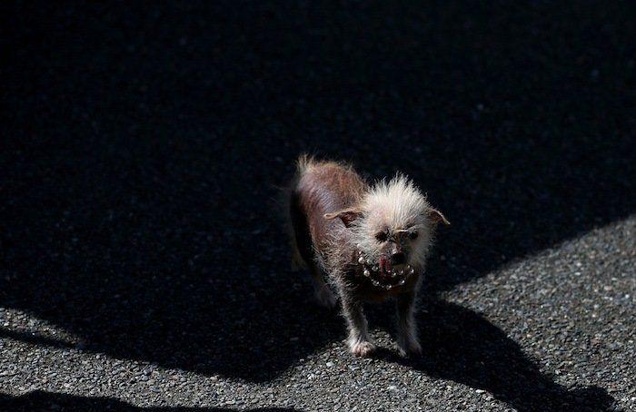 Perros híbridos: 19 cruces de dos razas que te encantarán (FOTOS)