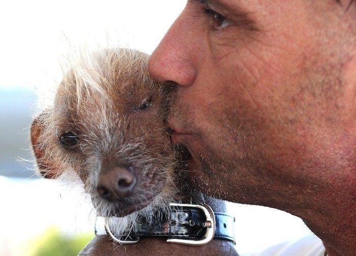 Perros híbridos: 19 cruces de dos razas que te encantarán (FOTOS)
