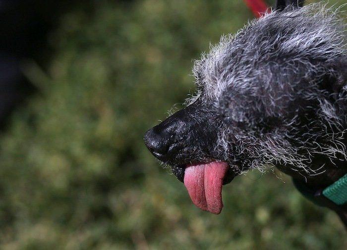 Perros híbridos: 19 cruces de dos razas que te encantarán (FOTOS)