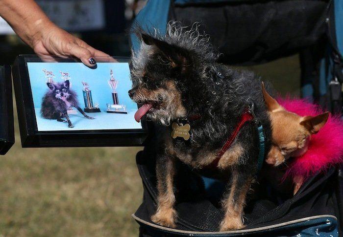 Perros híbridos: 19 cruces de dos razas que te encantarán (FOTOS)