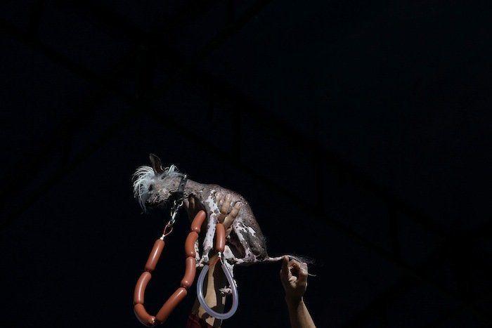 Perros híbridos: 19 cruces de dos razas que te encantarán (FOTOS)