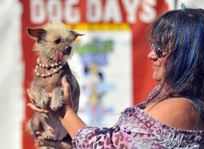 Perros híbridos: 19 cruces de dos razas que te encantarán (FOTOS)