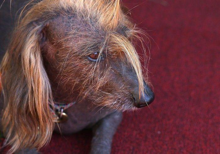 Perros híbridos: 19 cruces de dos razas que te encantarán (FOTOS)