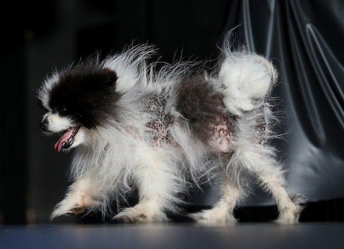 Perros híbridos: 19 cruces de dos razas que te encantarán (FOTOS)