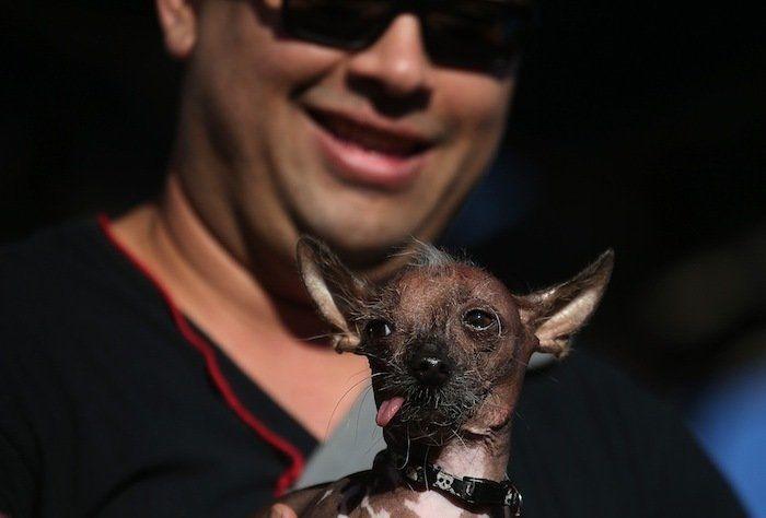 Perros híbridos: 19 cruces de dos razas que te encantarán (FOTOS)