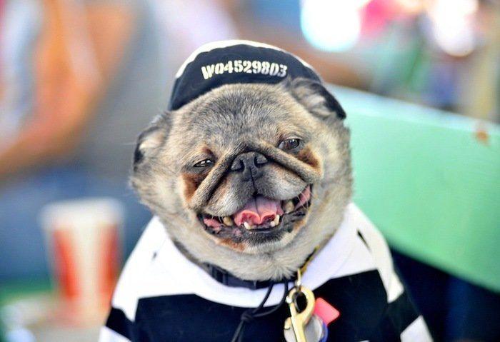 Perros híbridos: 19 cruces de dos razas que te encantarán (FOTOS)