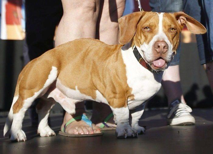 Perros híbridos: 19 cruces de dos razas que te encantarán (FOTOS)