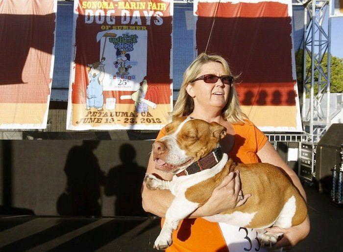 Perros híbridos: 19 cruces de dos razas que te encantarán (FOTOS)