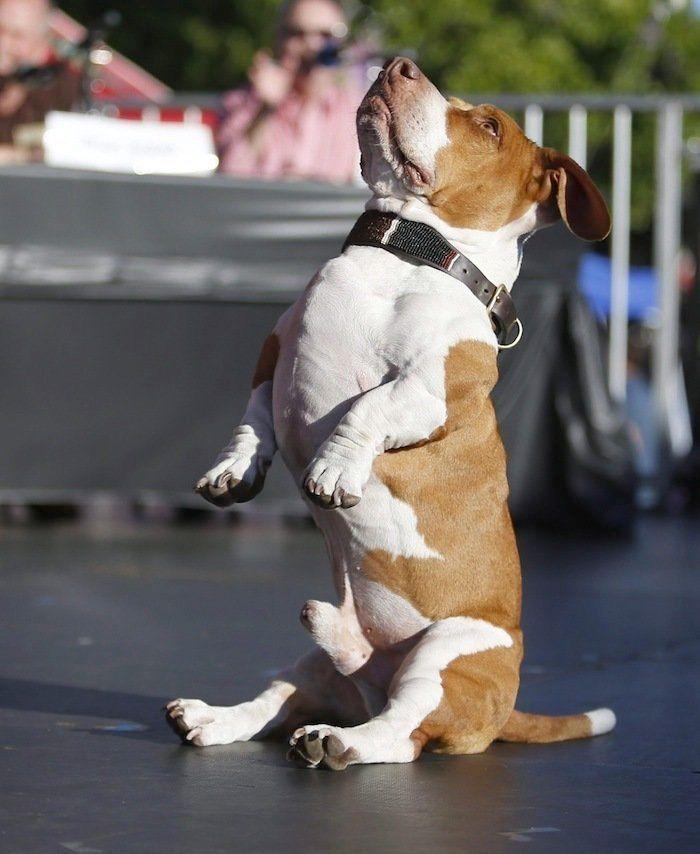 Perros híbridos: 19 cruces de dos razas que te encantarán (FOTOS)