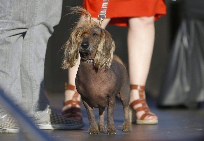 Perros híbridos: 19 cruces de dos razas que te encantarán (FOTOS)