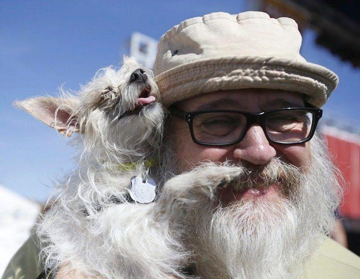 Perros híbridos: 19 cruces de dos razas que te encantarán (FOTOS)