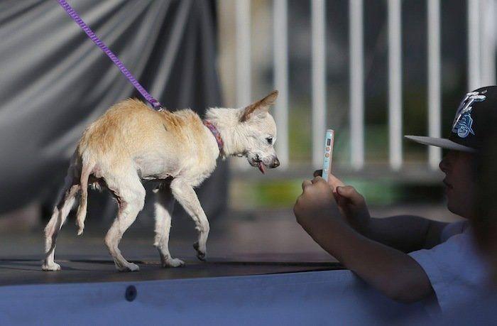 Perros híbridos: 19 cruces de dos razas que te encantarán (FOTOS)