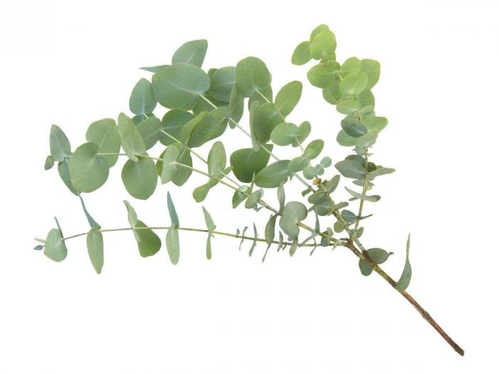 Cómo regar las plantas cuando te vas de casa por vacaciones