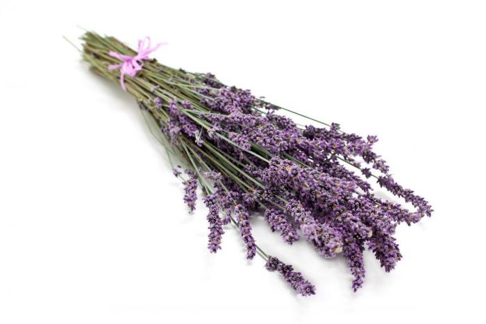 Cómo regar las plantas cuando te vas de casa por vacaciones