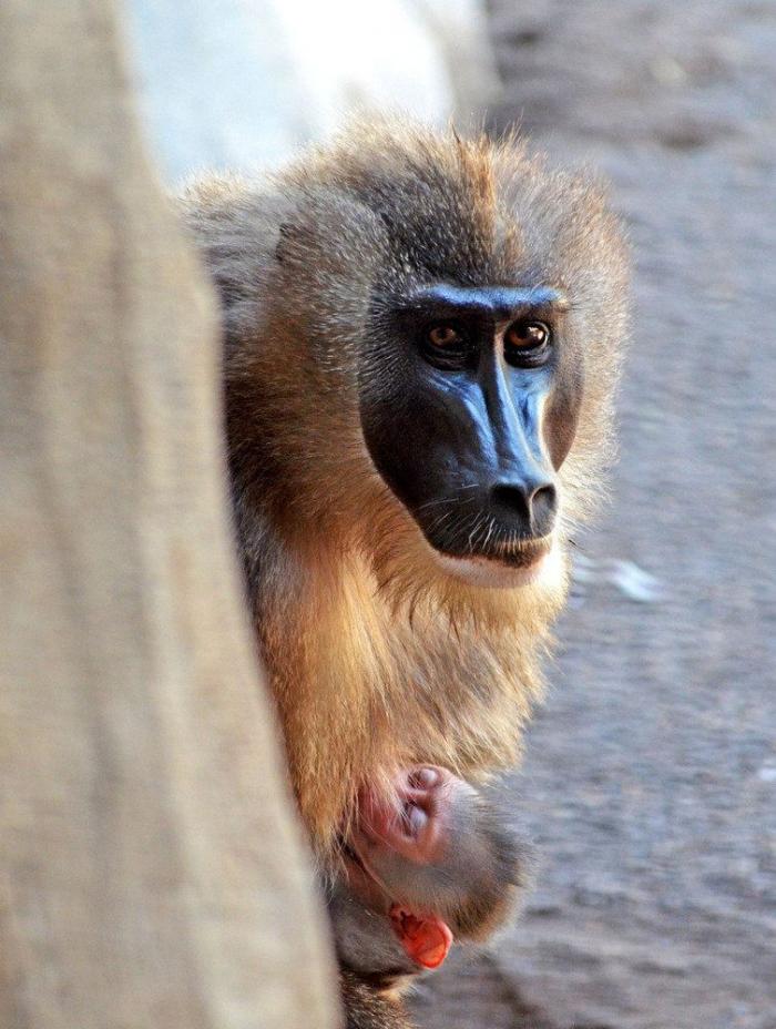 Driles en España: nace una nueva cría Bioparc (FOTOS)