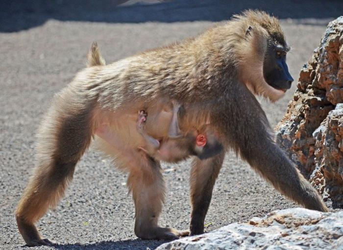 Driles en España: nace una nueva cría Bioparc (FOTOS)