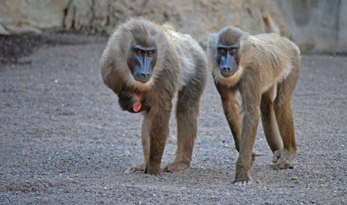 Driles en España: nace una nueva cría Bioparc (FOTOS)