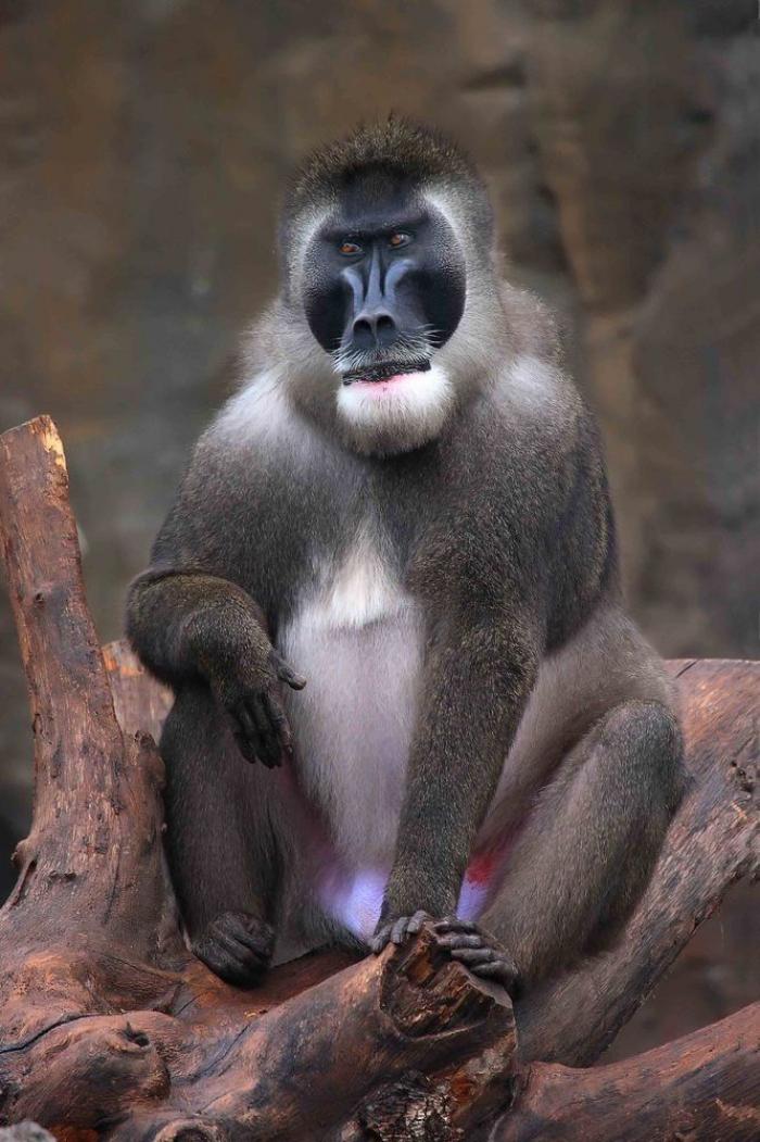 Driles en España: nace una nueva cría Bioparc (FOTOS)