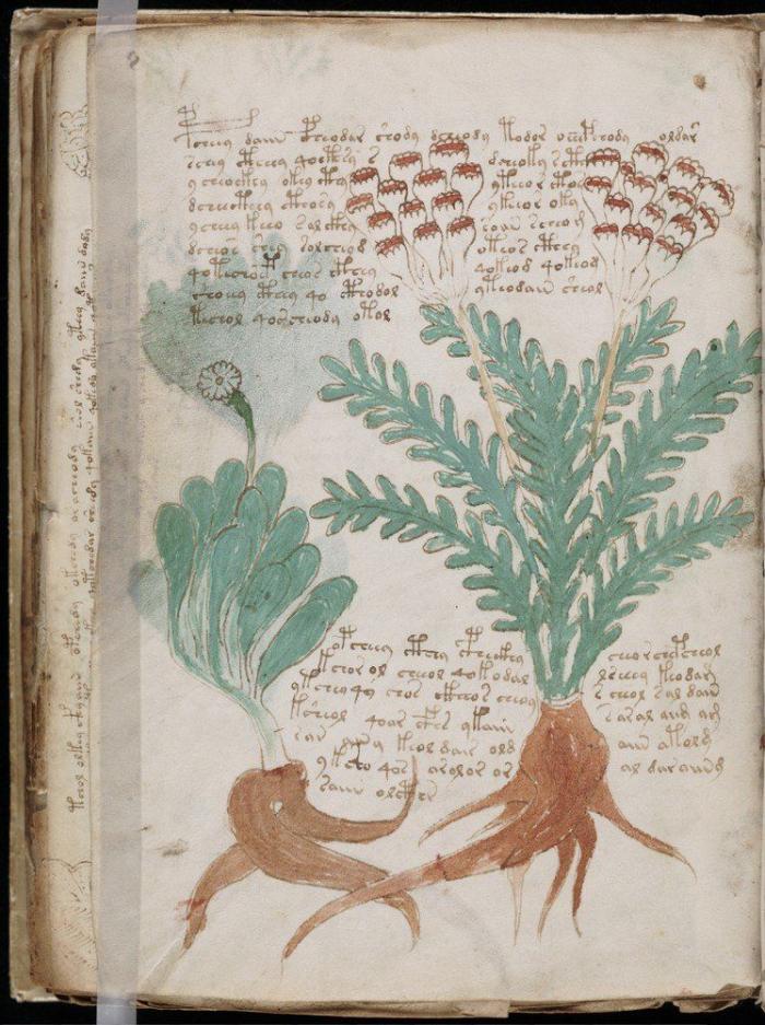 Vuelve el misterio del Manuscrito Voynich: contiene un mensaje, pero aún no se sabe cuál (FOTOS)