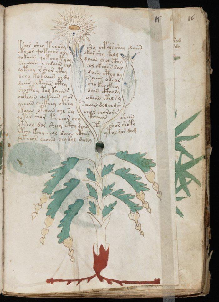 Vuelve el misterio del Manuscrito Voynich: contiene un mensaje, pero aún no se sabe cuál (FOTOS)
