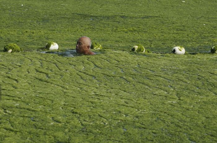 Playa cubierta de algas verdes en China: las fotos de Qingdao