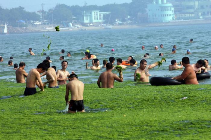 Playa cubierta de algas verdes en China: las fotos de Qingdao