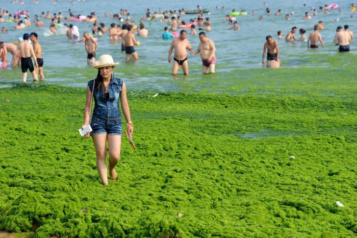 Playa cubierta de algas verdes en China: las fotos de Qingdao