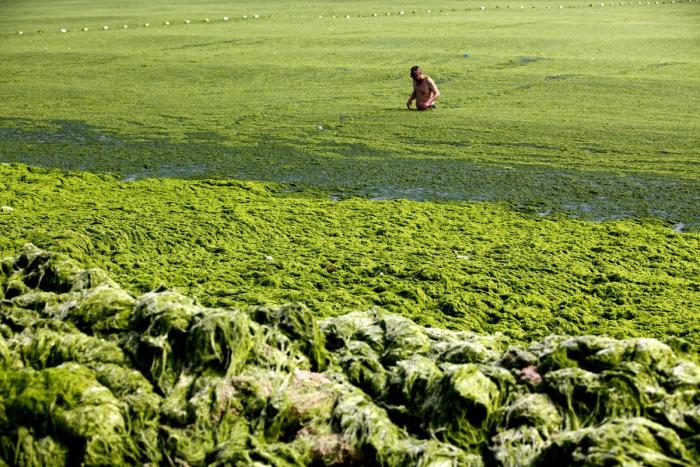 Playa cubierta de algas verdes en China: las fotos de Qingdao