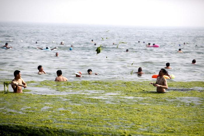 Playa cubierta de algas verdes en China: las fotos de Qingdao