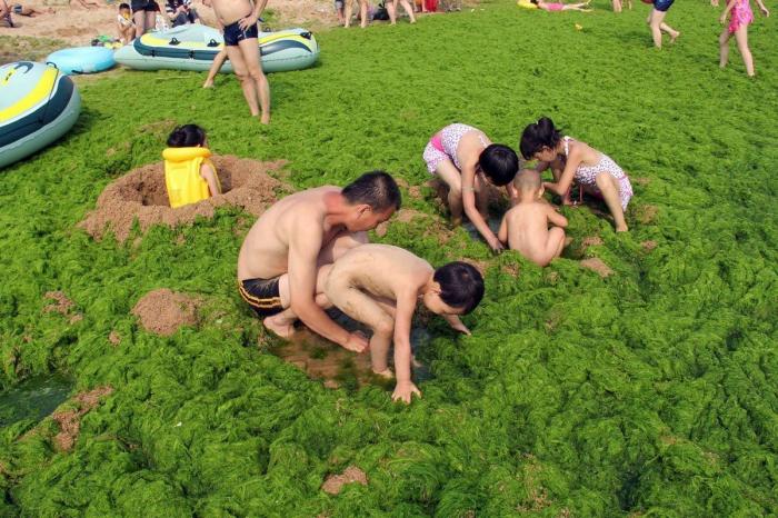 Playa cubierta de algas verdes en China: las fotos de Qingdao