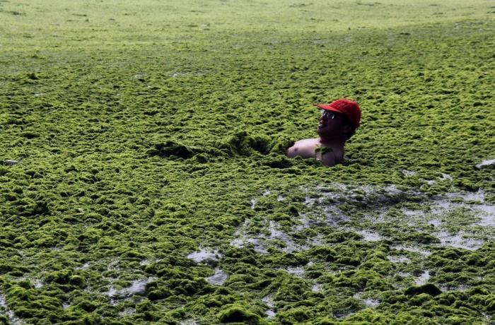Playa cubierta de algas verdes en China: las fotos de Qingdao