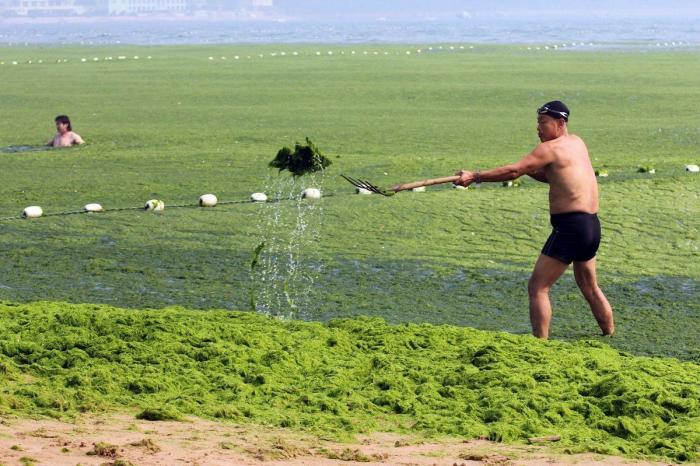 Playa cubierta de algas verdes en China: las fotos de Qingdao